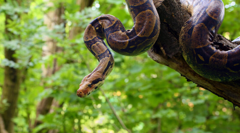 boa auf mauritius