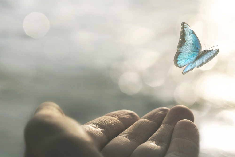 schmetterling fliegt aus der hand